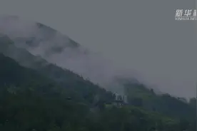 乡村振兴｜我从山中来，带着豆腐柴——“树叶哥哥”返乡创业记图片
