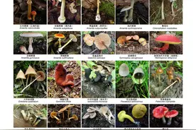 又到了一年一度野生菌大量采摘上市的季节，警惕！这些野生菌有毒图片