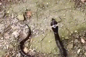 有毒！浙江一生活蓄水池惊现2米长眼镜王蛇……图片