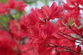 诗画山东｜日照五莲九仙山杜鹃花正开 绵延数里争奇斗艳图片