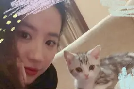 人美猫萌！刘亦菲晒自拍 与小奶猫合照画面有爱图片
