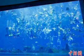 吉尼斯世界纪录“最大规模的水下人鱼秀”在三亚产生图片