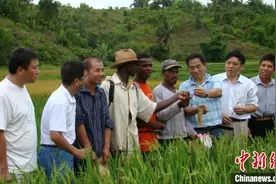 中国杂交水稻已推广至60多个国家和地区图片