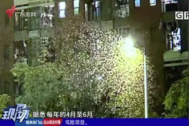 飞蚁成群来袭 纷飞期市民如何防蚁