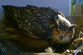 猫头鹰夫妇在楼顶产卵孵仔遭遇各种危险意外，人类被迫偷偷出手图片