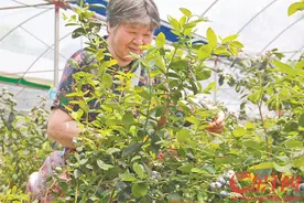 打破技术壁垒大胆引种“北果”东莞麻涌引来游客如云图片