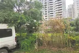 本来绿草茵茵，现在杂草丛生 白马公寓门口一片绿地成了荒地？图片