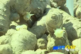 舒城黄姜成功申报国家地理标志了图片