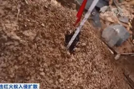 “无敌”的红火蚁，惊动了国家九部门？图片