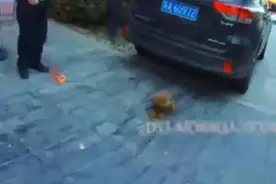 泰迪犬离家出走，主人：第一次进局子就是为你了视频封面