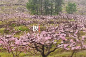 极目中国万里行｜辽宁河口：在那桃花盛开的地方图片