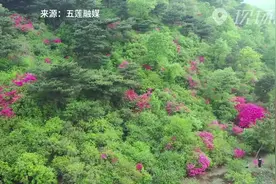 山东日照：满山杜鹃花 簇簇都艳丽视频封面