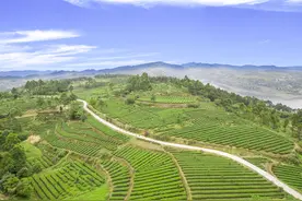 自贡荣县县委副书记、县长郑小清细品“三杯茶”：做放心好茶 以“花茶之香”振兴川茶产业图片