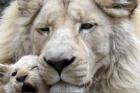 郑州人 快满百天啦！白狮三兄弟全网征名图片