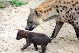 上海动物园斑鬣狗家族添新丁，幼仔已与游客见面图片