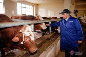 师宗：肉牛养殖“牛劲足”图片