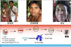 研究揭示：东南亚土著矮身高等体貌表型或是独立起源结果图片