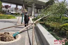 郑州瞬间风力达七级 游园景观树被大风吹倒图片