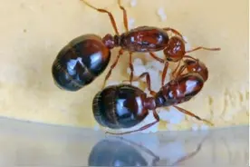 红火蚁已扩散至广东21地市，专家提醒杀死蚁后是防治关键图片