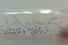 海关截获大量剧毒寡妇蛛卵，送检当天孵出数百蜘蛛视频封面