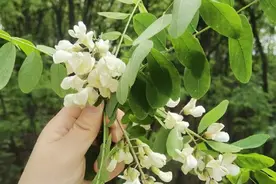 西安蓝田第六届槐花节开幕 游客可赏槐摘槐品槐图片