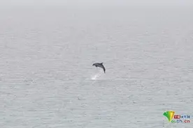 土耳其海豚跃入海中 爱琴海海湾一望无垠图片