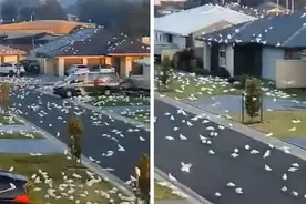 数千只鹦鹉入侵澳大利亚小镇 乌央乌央到处都是图片