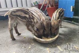 绥阳林场：3只野猪崽迷路掉深坑图片