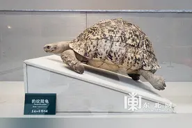 省博物馆举办“豹纹陆龟”特展图片