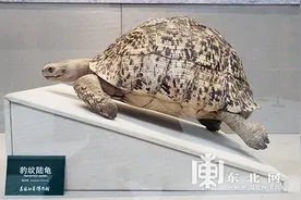 省博物馆举办“豹纹陆龟”特展图片