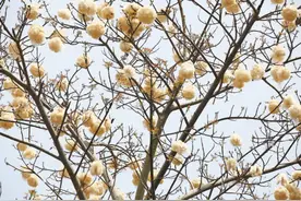 美如画！深圳街头“雪绒花”挂满枝头，但这些人需远离......图片