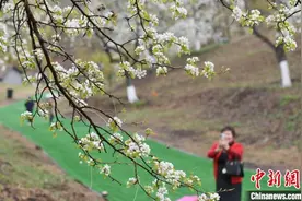 长春莲花山百年梨园鲜花绽放图片