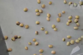 一粒种子的“重量”——“耕地熊猫”育种记视频封面