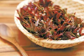 春天吃香椿，需要焯水吗？小心中毒图片