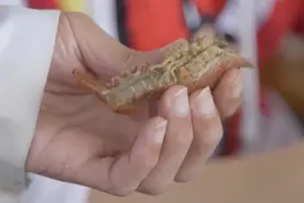 高校老师买50斤小龙虾上课 下课后全部烹饪成学生午餐视频封面