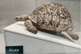 世界第四大陆龟“豹纹陆龟”亮相黑龙江省博物馆图片