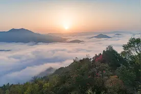 霍山石斛：一株秀出满园春图片