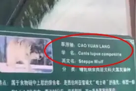 宝鸡一动物园草原狼发出“汪汪”叫声，园方：确为狼