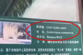宝鸡一动物园草原狼发出“汪汪”叫声，园方：确为狼