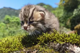 小灰灰，萌呆了！泸州发现豹猫幼崽图片