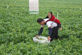 农民背娃下田的照片，为何牵动植保科学家的心图片