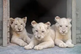 郑州市动物园“带编”队伍再壮大“黑白双萌”五一期间正式亮相图片