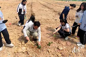 接地气！惠州工程职业学院把劳动教育课堂搬到田野图片