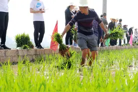 四川泸州：农民田间地头大比武“插秧比赛”趣味多图片
