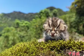 萌呆了 四川泸州发现豹猫幼崽图片