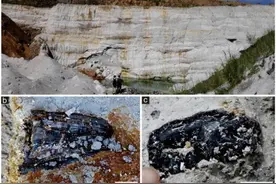 中国科学家新发现：福建漳浦琥珀生物群成世界四大琥珀生物群之一图片