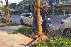 上海雷电大风冰雹齐下，行道树被吹倒压坏路边车辆