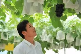 管华明：一棵葡萄树住84平方米，争取形成可复制可推广的种植模式｜全国林草乡土专家系列①图片