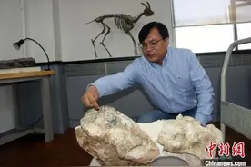 科学家“破案”！700万年前化石揭开真板齿犀起源谜团图片