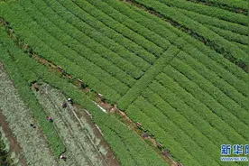 湖南资兴：艾草种植助农增收图片